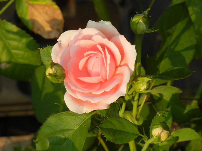 Rose Pleasure (2012, July 11)