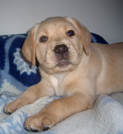 Labrador Nela - Labrador Retriever