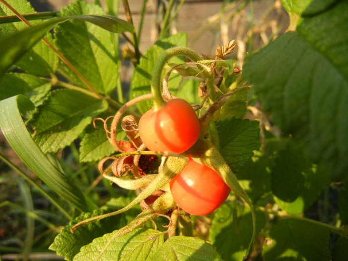 Rosa rugosa_hips (2012, July 11) - ROSA Rugosa_Rugosa Rose