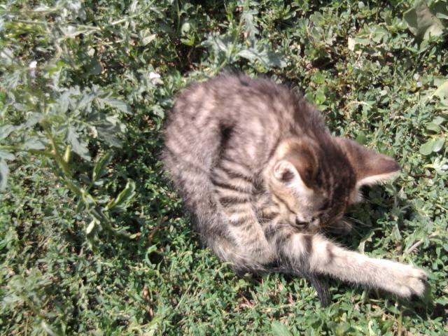 stiu si eu sa ma joc