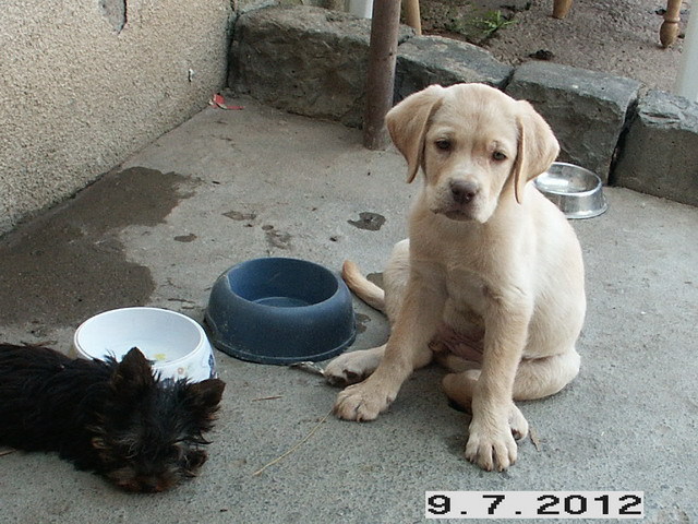 Labrador Nora; 9 saptamani
