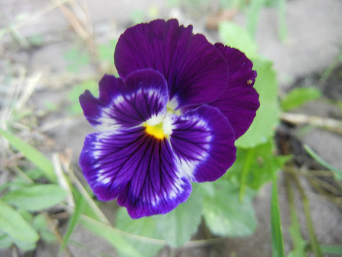 Pansy (2012, July 09) - PANSY_Viola x wittrockiana