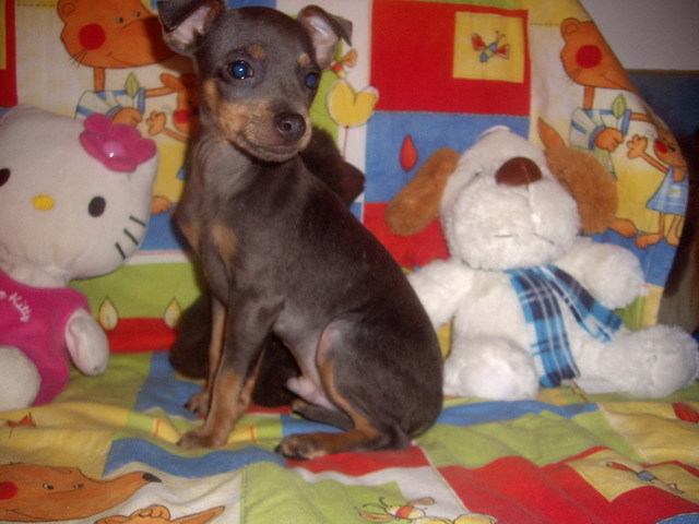 Pincher Ollie - Alti catei si animale