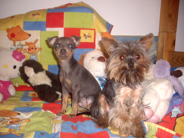 Pincher si Yorkshire; Ollie si Tesa
