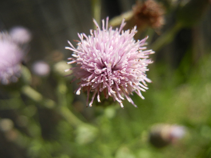 Cirsium arvense (2012, June 22) - Cirsium arvense_Thistle