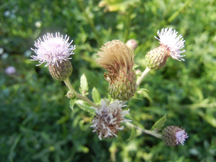 Cirsium arvense (2012, June 22)