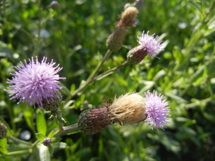 Creeping Thistle (2012, July 02) - Cirsium arvense_Thistle