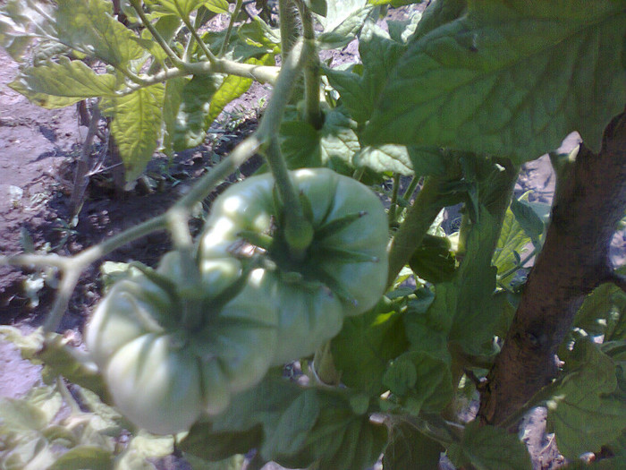 Costoluto Genoveze - Tomate 2012