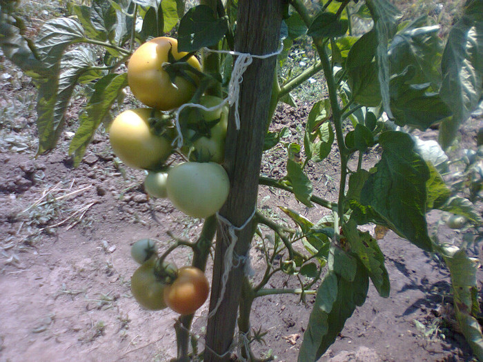 Azoychka - Tomate 2012