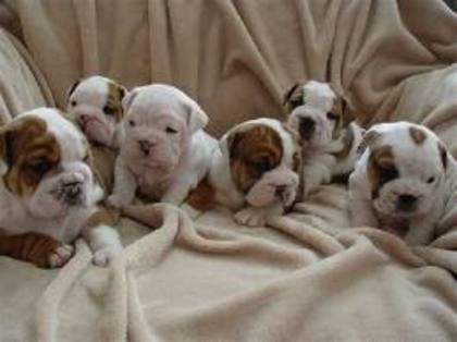 catelui mici si draguti