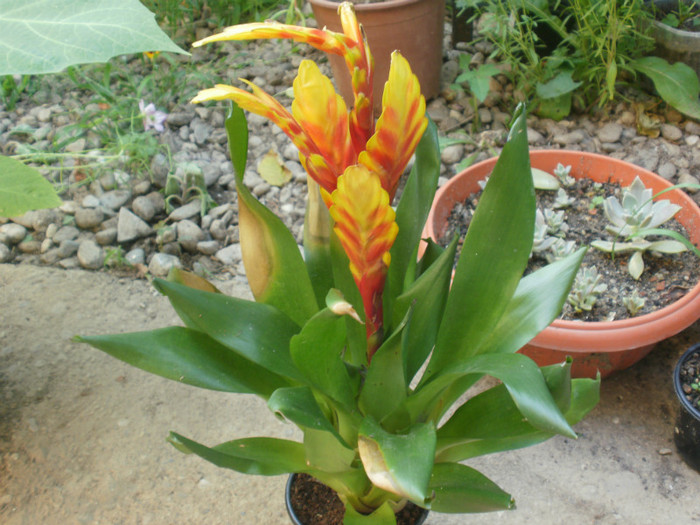 Multumesc! - Bromeliaceae