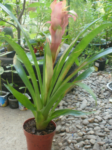 Multumesc! - Bromeliaceae