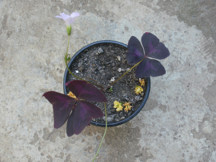 - Plante