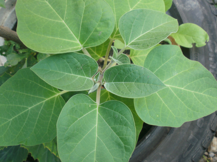  - Plante