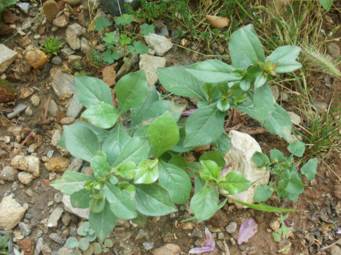  - Plante