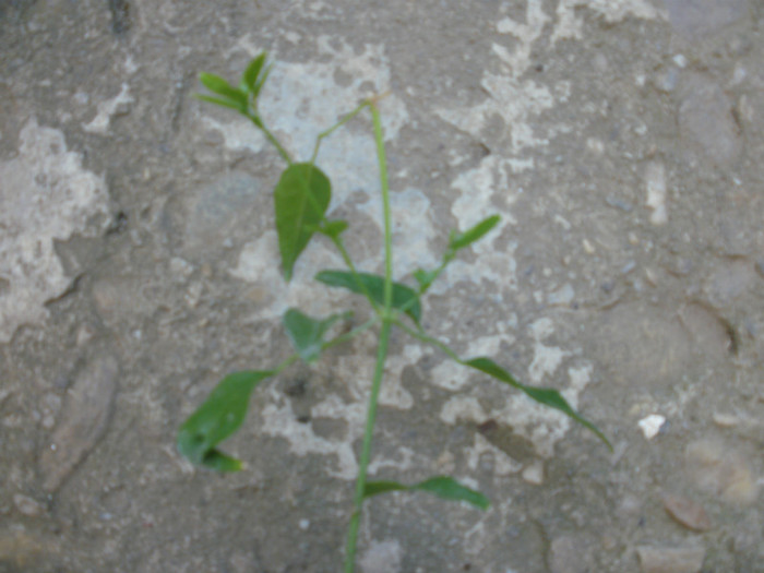 cred ca are boboc...:| - Plante