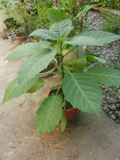  - Plante