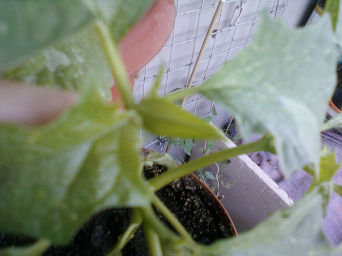 datura alba de gradina