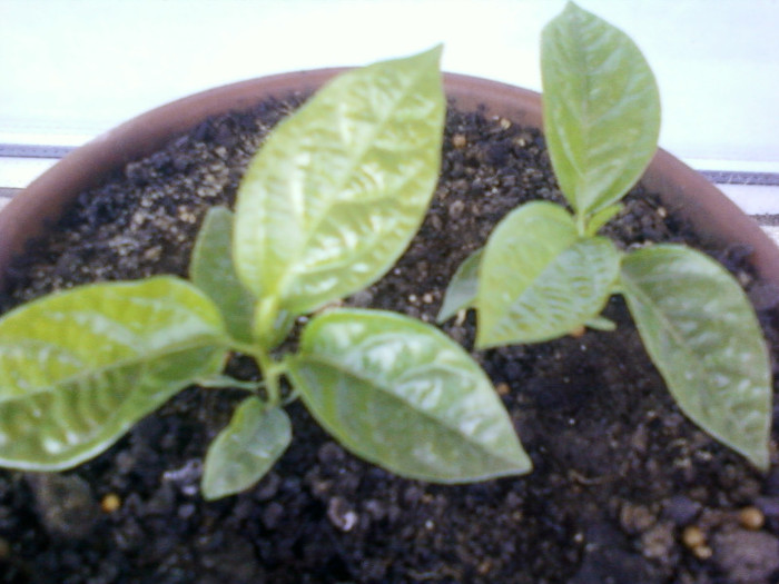 passi edulis