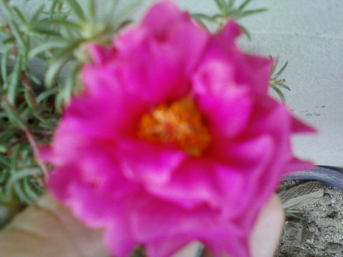 portulaca