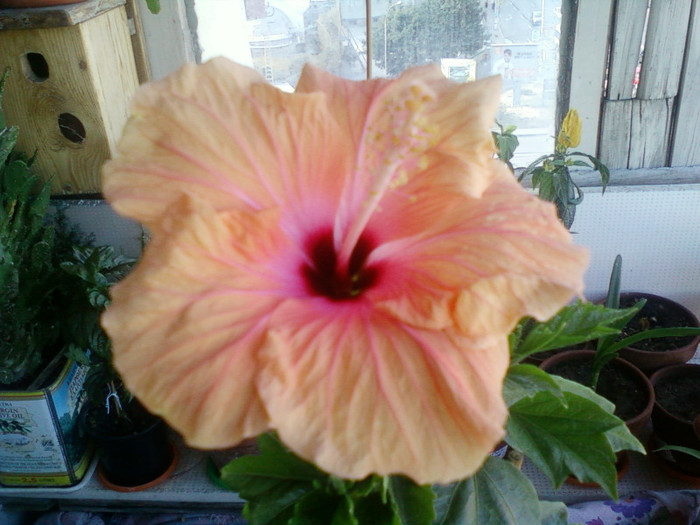 13 iulie 2012-flori 047