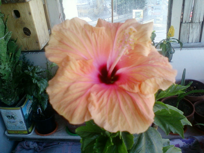 hibi holliday yellow