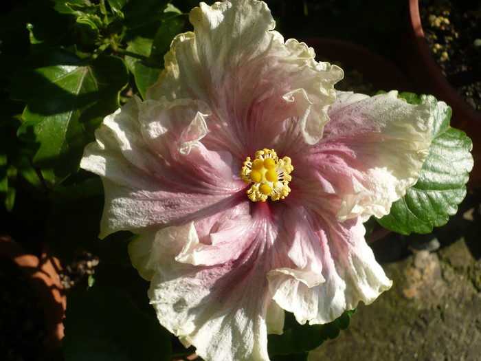 P1150739 - HIBISCUSI 2012-2