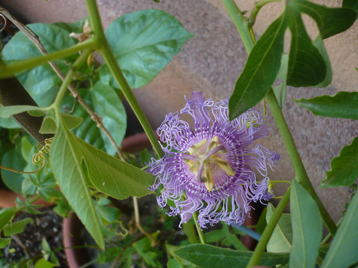 13.07.2012 - zzz-PASSIFLORA 2012-iesite din colectie