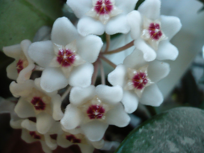 13.07.2012 - HOYA 2012