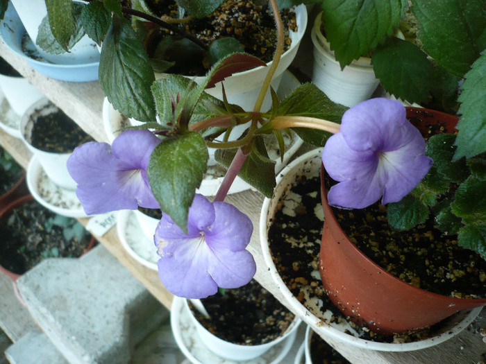 13.07.2012 - zzz-ACHIMENES 2012-iesiti din colectie