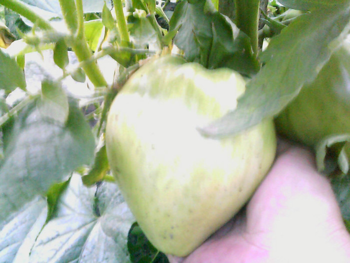 Picture 026 - gradina 2012