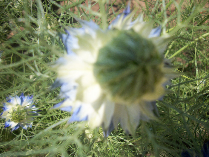 100_1422 - nigella damascena 2012