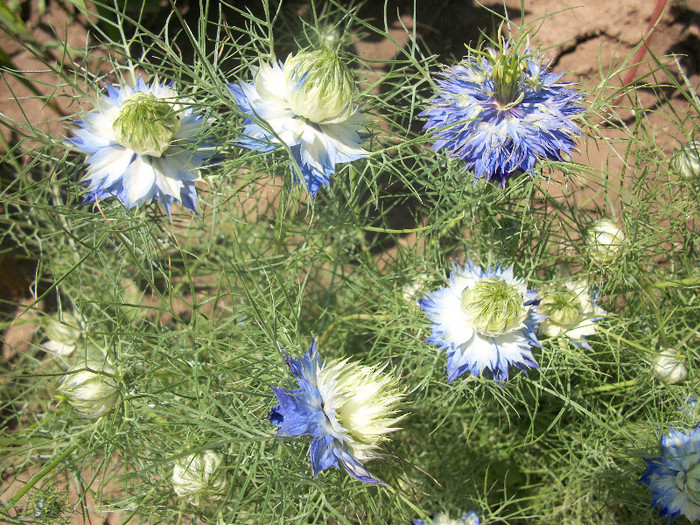 100_1423 - nigella damascena 2012