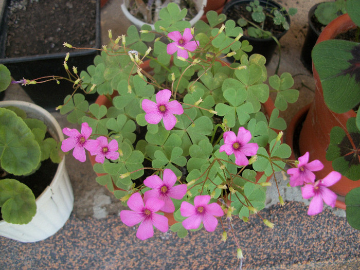 100_1378 - oxalis