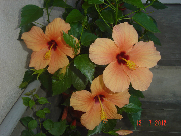 poze 1311 - 09-2012-HIBISCUS