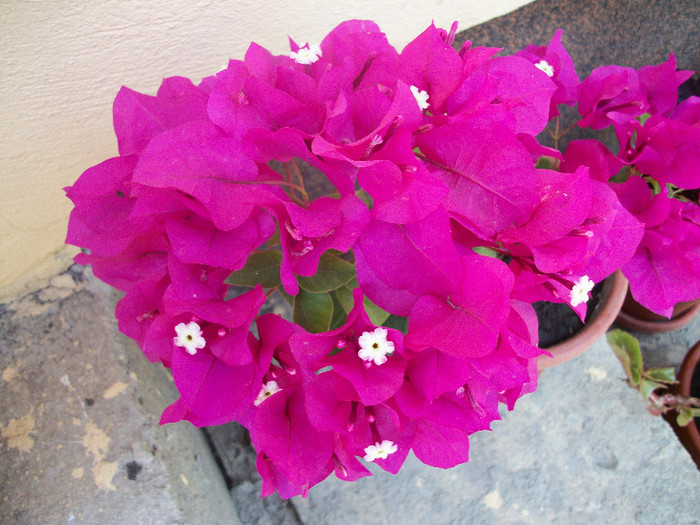 100_1430 - bougainvillea