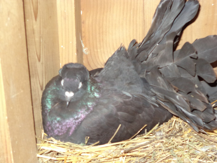 DSC00083 - Porumbeii mei 2012