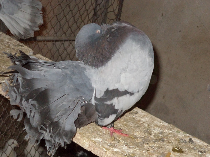 DSC00087 - Porumbeii mei 2012