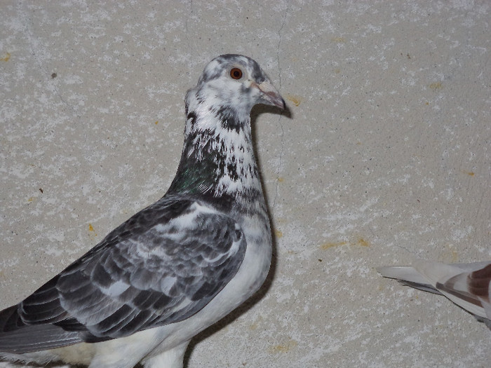 mama cuca - Porumbeii mei 2012