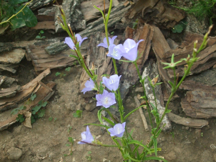 flori 2012 890