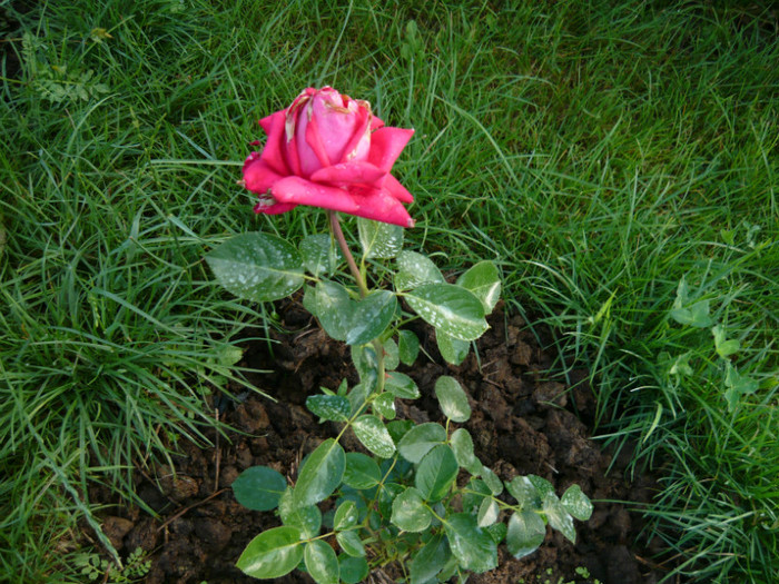 084 - TRANDAFIRI 2012-2013-2014