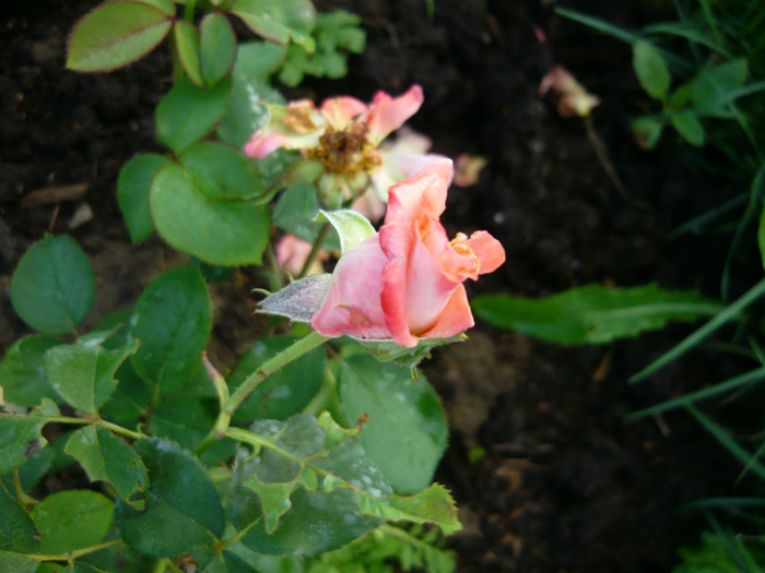 085 - TRANDAFIRI 2012-2013-2014