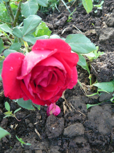 086 - TRANDAFIRI 2012-2013-2014