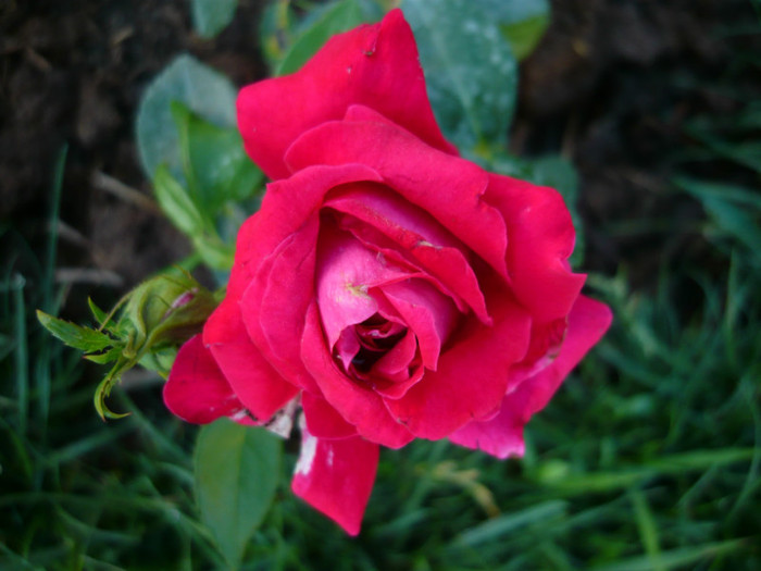 090 - TRANDAFIRI 2012-2013-2014