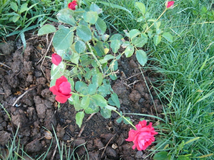 092 - TRANDAFIRI 2012-2013-2014