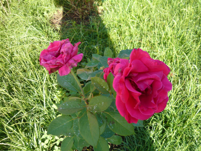 093 - TRANDAFIRI 2012-2013-2014