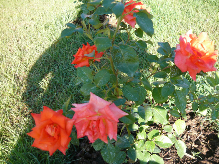 097 - TRANDAFIRI 2012-2013-2014