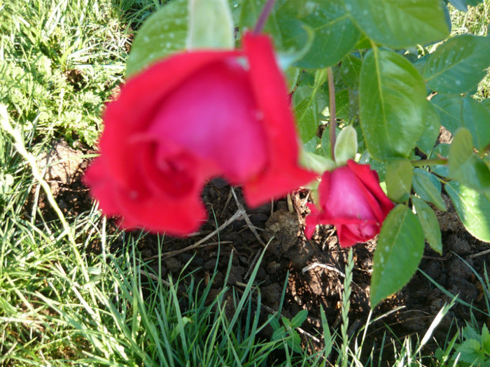 098 - TRANDAFIRI 2012-2013-2014