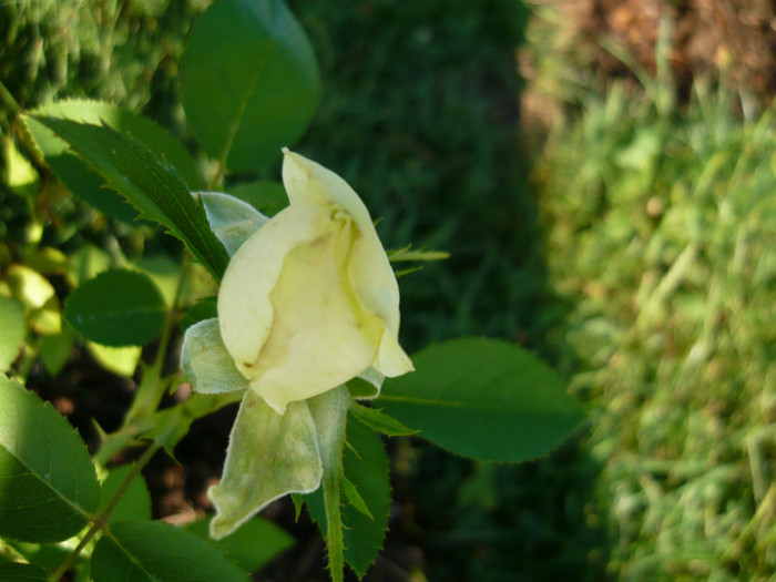 099 - TRANDAFIRI 2012-2013-2014