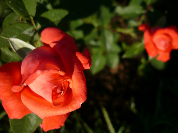 100 - TRANDAFIRI 2012-2013-2014